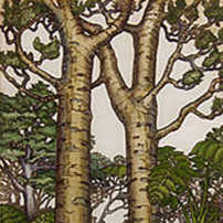Kauri Trees Mary Taylor