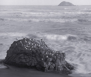Products: Gulls and Rock Jonathan Bourla