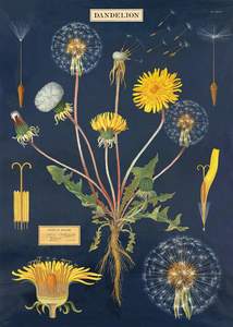 Posters: Poster - Dandelion Chart