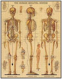 Jigsaw Puzzles: Jigsaw Puzzle - Skeletal System