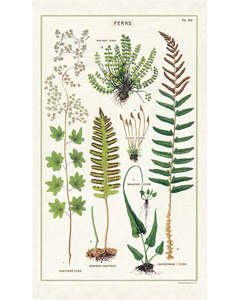 Tea Towels: C - Tea Towel - Ferns