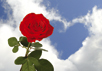 Rose and cloud heart