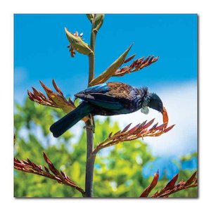 New Perspex Art: QEII Tui Sky 1000sq Perpex Wall Art