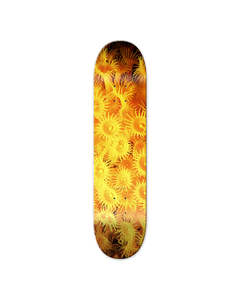 DAYLIGHT ZOANTHID DECK - YELLOW 8.25"