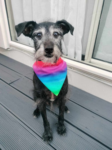 Products: Pride Dog Bandana - Handmade Over Collar Style Pawfect Limited