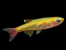 Sunset white cloud Minnow