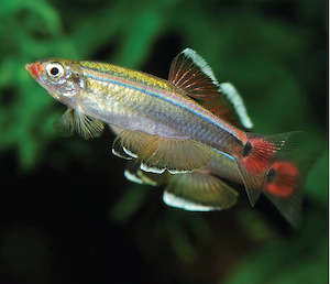 White cloud Minnow