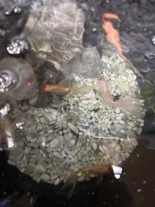 Cold Water Fish: Red Cap Comets (Large)