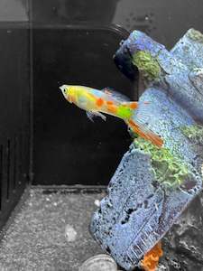 Live Bearers: Lyretail Red Male Guppy