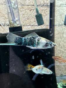 Live Bearers: Assorted Sword Tails