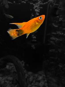 Assorted High-fin Platy