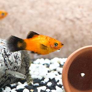 Live Fish: NZ Bred Assorted Platys