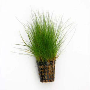Liva Plants: Hair Grass