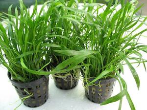 Zealandia Chain Sword