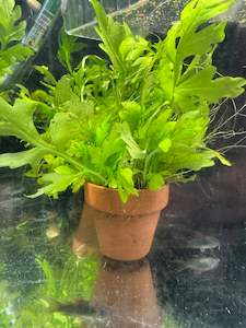 Liva Plants: P&C Potted Plants