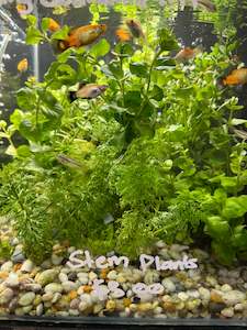 Liva Plants: Assorted Stem aquatic Plants