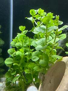 Liva Plants: Green Lysimachia (P&C GROWN)