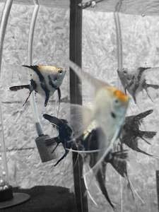 Angelfish: Assorted Angels