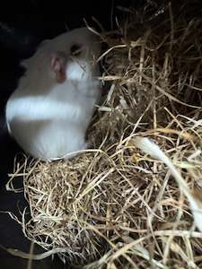 Female Young Guinea Pigs