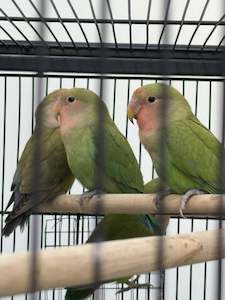 Peach-Face LoveBirds