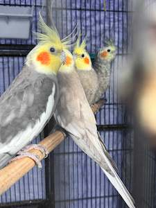 Live Animals: Breeding pair of Cockatiels