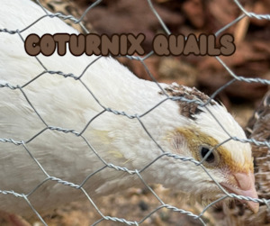 Live Animals: Coturnix Quails