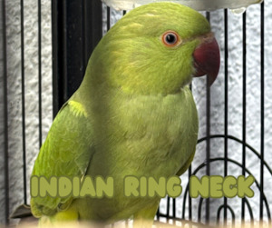 Live Animals: Indian Ring Neck Parrot