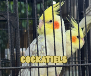 Live Animals: Cockatiels