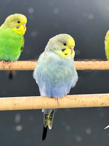 Pied Budgies