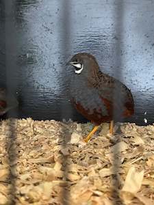 Botton Quail Males
