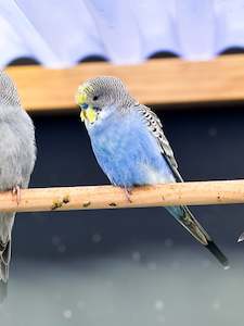 Budgies