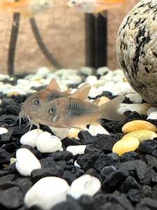 Osteogaster (‘Corydoras’) Bronze