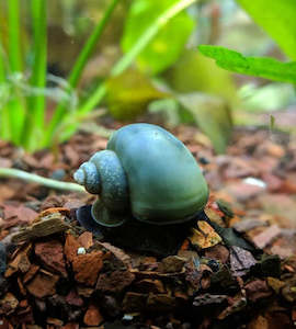 Aquatic Snails: Blue Mystery Snail