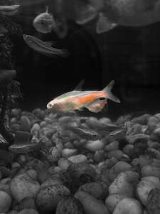 Tetras: Albino Neon Tetra
