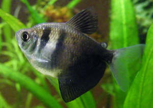 Tetras: Black widow Tetra