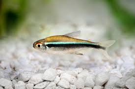 Black Neon Tetras