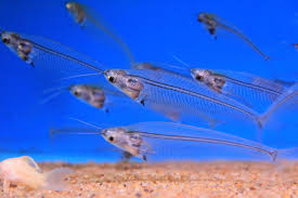 Live Fish: Glass Catfish