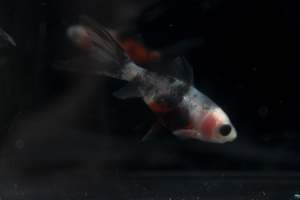 Cold Water Fish: Shubunkin