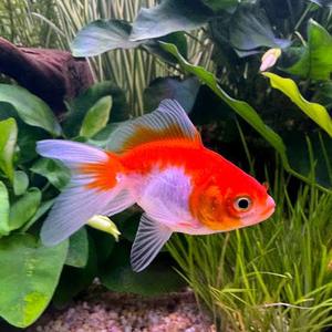 Cold Water Fish: Fantail Goldfish (Small)