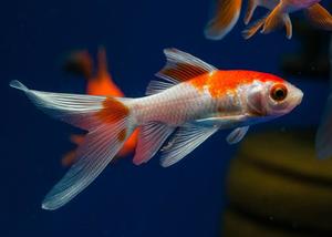 Cold Water Fish: Comet Goldfish (Small)