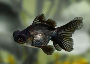 Blackmoore Goldfish