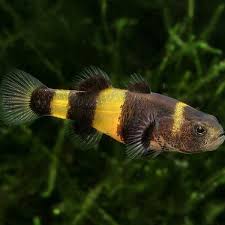 Tropical Fish: BumbleBee Goby