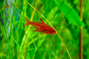 Tropical Fish: Ember Tetra
