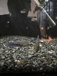 Tropical Fish: Female Betta Fish