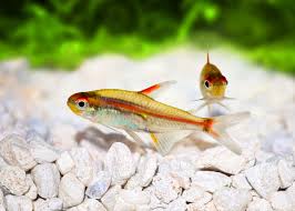 Tropical Fish: Glowlight Tetra