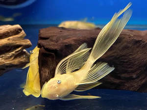 Golden Longfin Bristlenose
