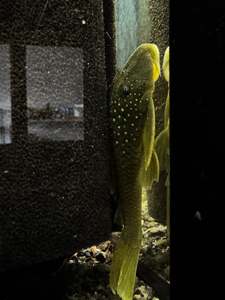 L200 Green Phantom Pleco