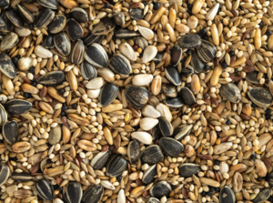 Bird Feed: Topflite Cockatiel Seed Mix