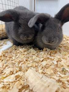 Live Animals: Mini Lop x Rabbits
