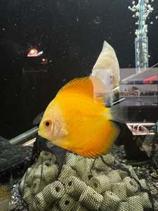 Live Fish: Discus (Medium)